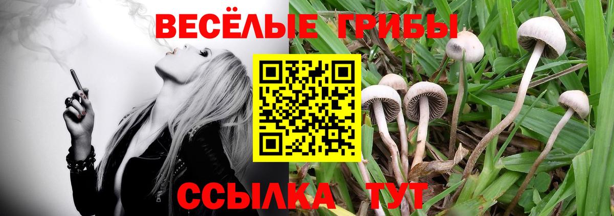 Псилоцибиновые грибы GOLDEN TEACHER Губкин